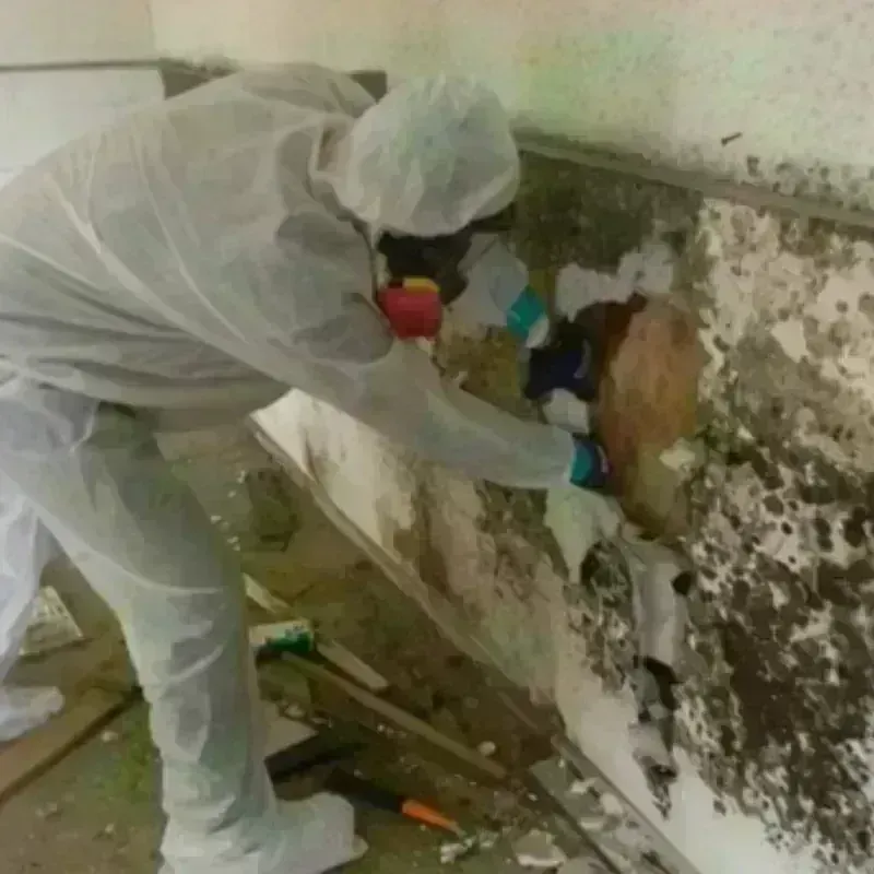 Mold Remediation and Removal in Camp Springs, MD